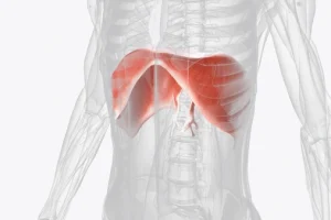 diaphragm
